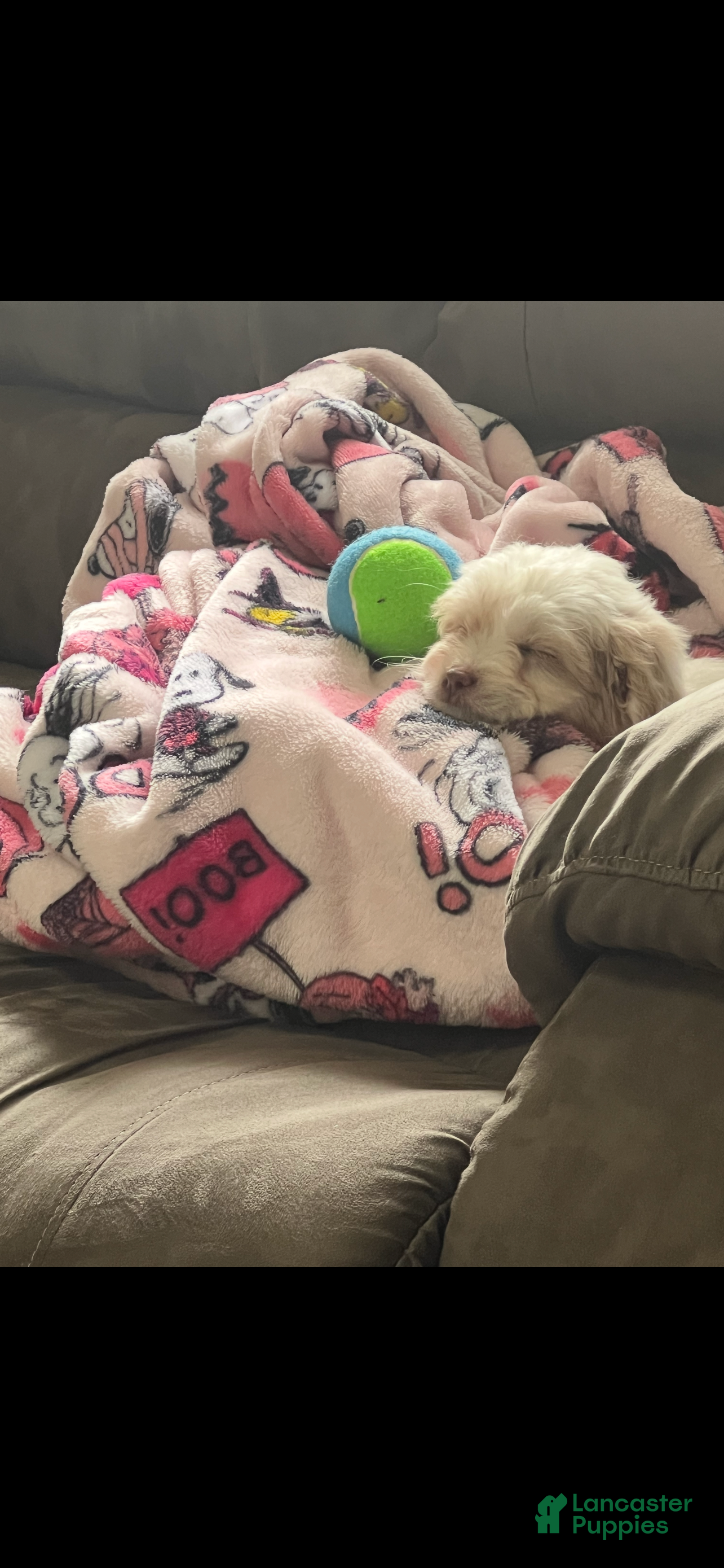 Shihpoo dogs Shihpoo Puppy 1 - Ad 29