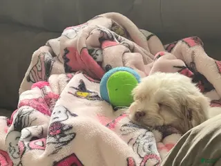 Shihpoo dogs Shihpoo Puppy 1 - Ad 29