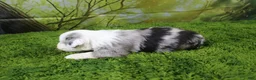 Miniature Australian Shepherd dogs for sale: George - Ad 6