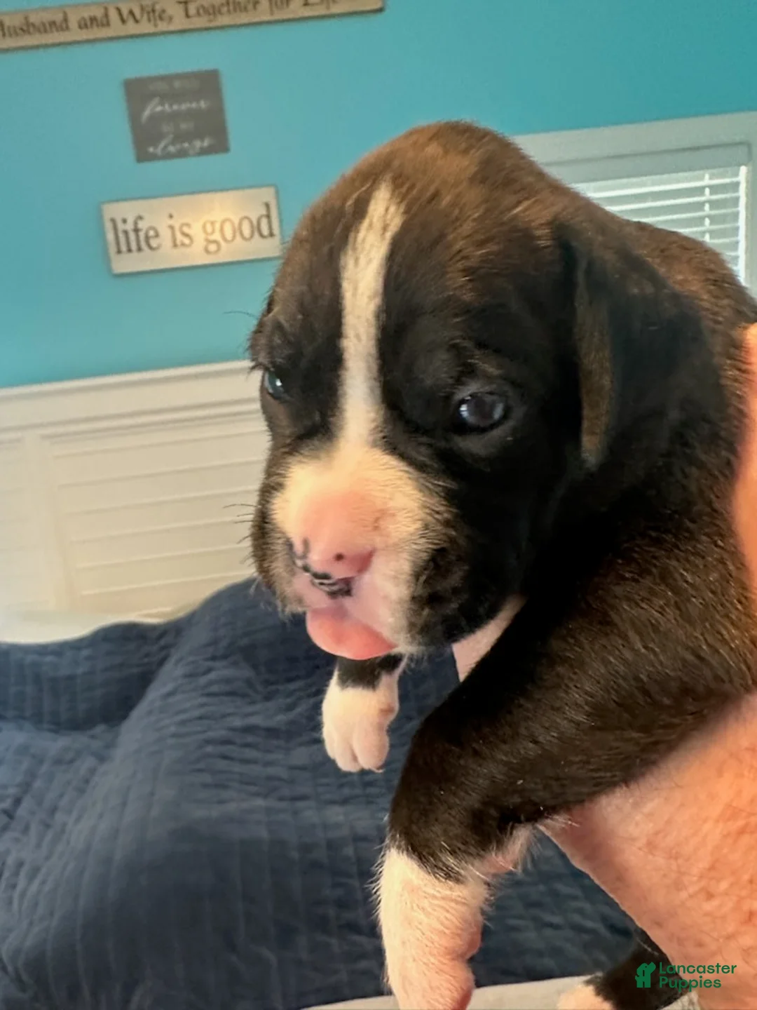 Boxer dogs for sale: Viper - Ad 1