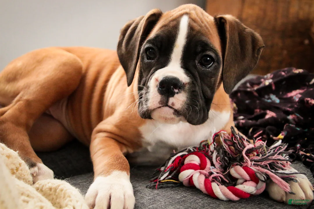 Boxer dogs for sale: Harper - Ad 7