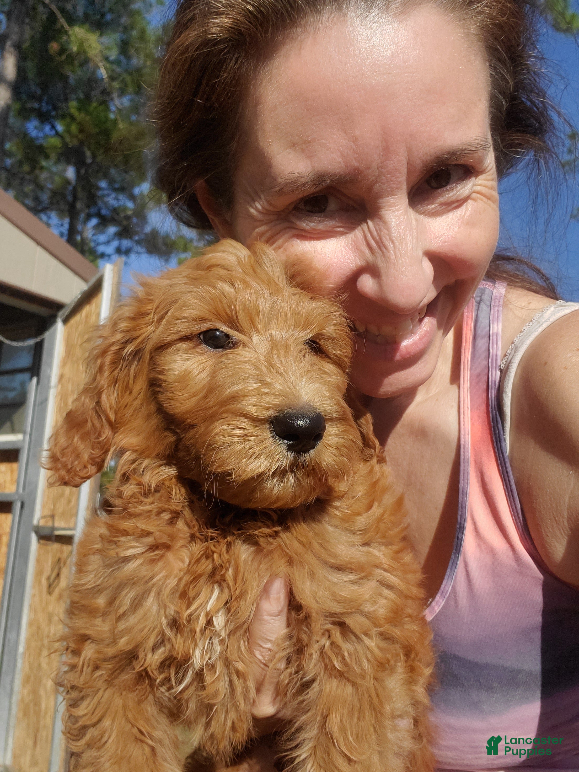 Goldendoodle dogs Oliver - Ad 12