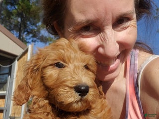 Goldendoodle dogs Oliver - Ad 5