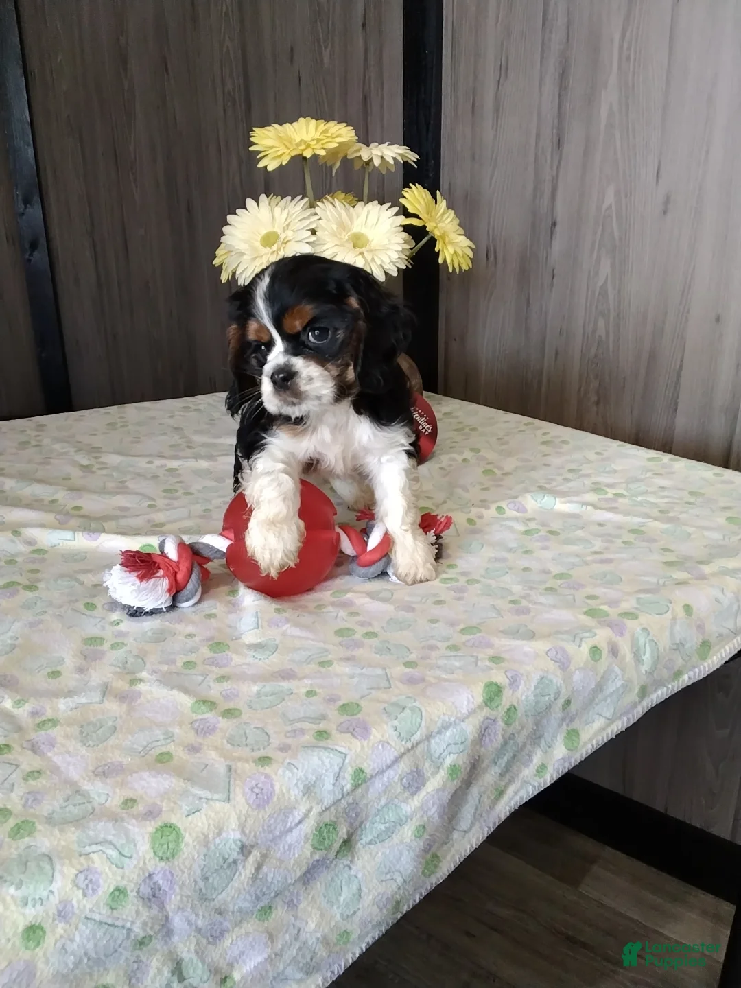 Cocker Spaniel dogs for sale: Dexter - Ad 3