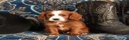 Cavapoo dogs for sale: Cash - Ad 2