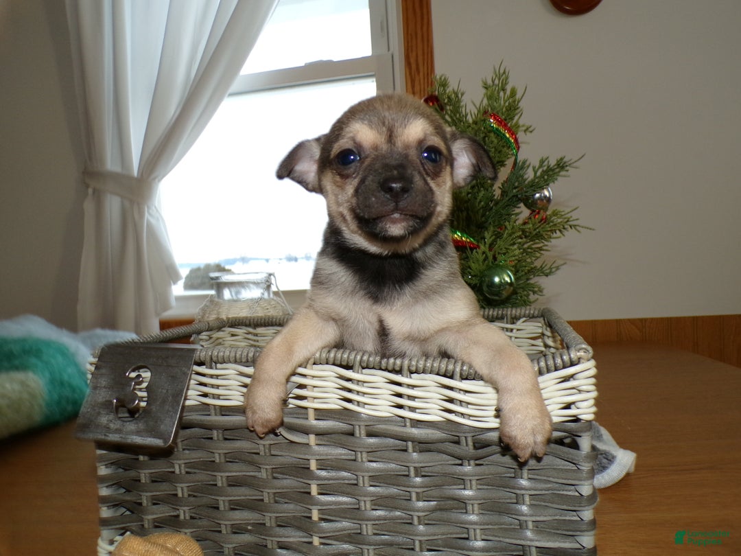 Chihuahua dogs for sale: Chihuahua Puppy 3 Austin - Ad 2