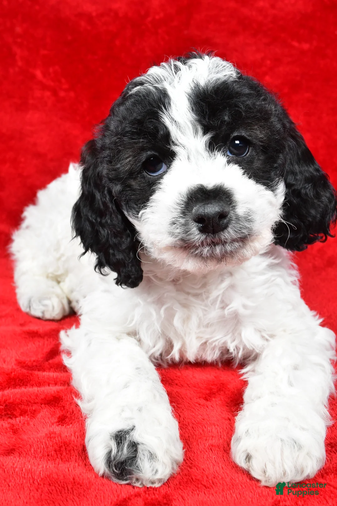 Cockapoo dogs for sale: Dolly - Ad 7