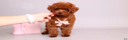 Toy Poodle dogs for sale: Elodie Red Teacup - Ad 1