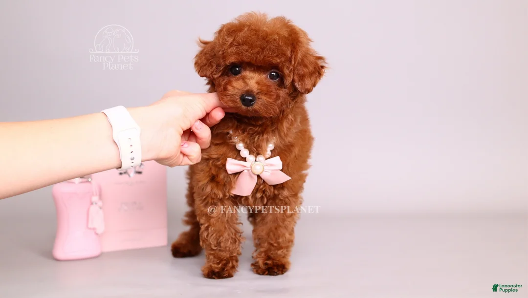 Toy Poodle dogs for sale: Elodie Red Teacup - Ad 1