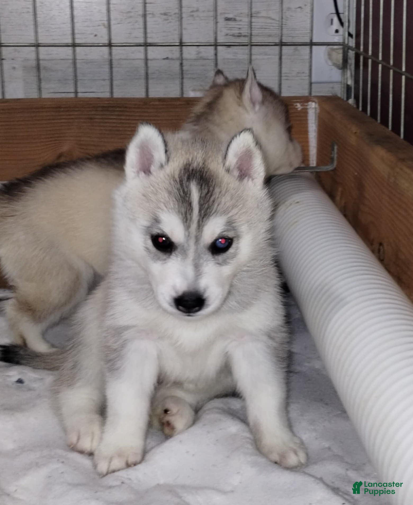 Siberian Husky dogs Galadriel (Bi-eyed) - Ad 1