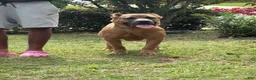 Cane Corso dogs for sale: Drue - Ad 1