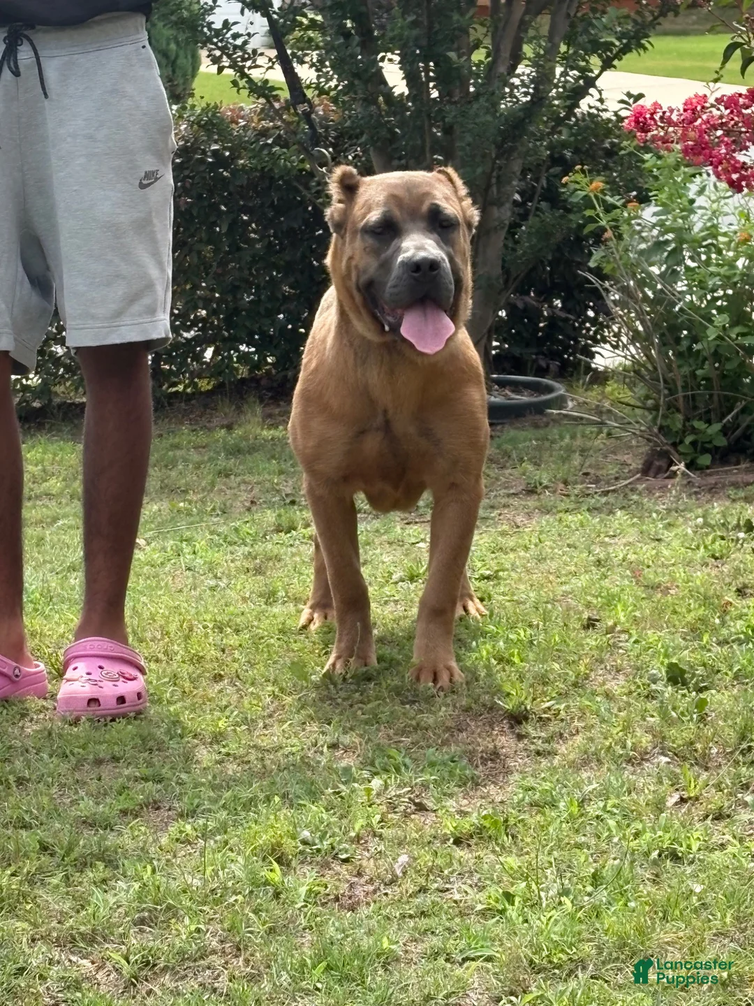 Cane Corso dogs for sale: Drue - Ad 1