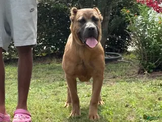 Cane Corso dogs Drue - Ad 9