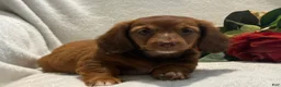 Miniature Dachshund dogs for sale: Paisley  - Ad 4