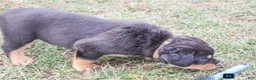 Rottweiler dogs for sale: Forest - Ad 8