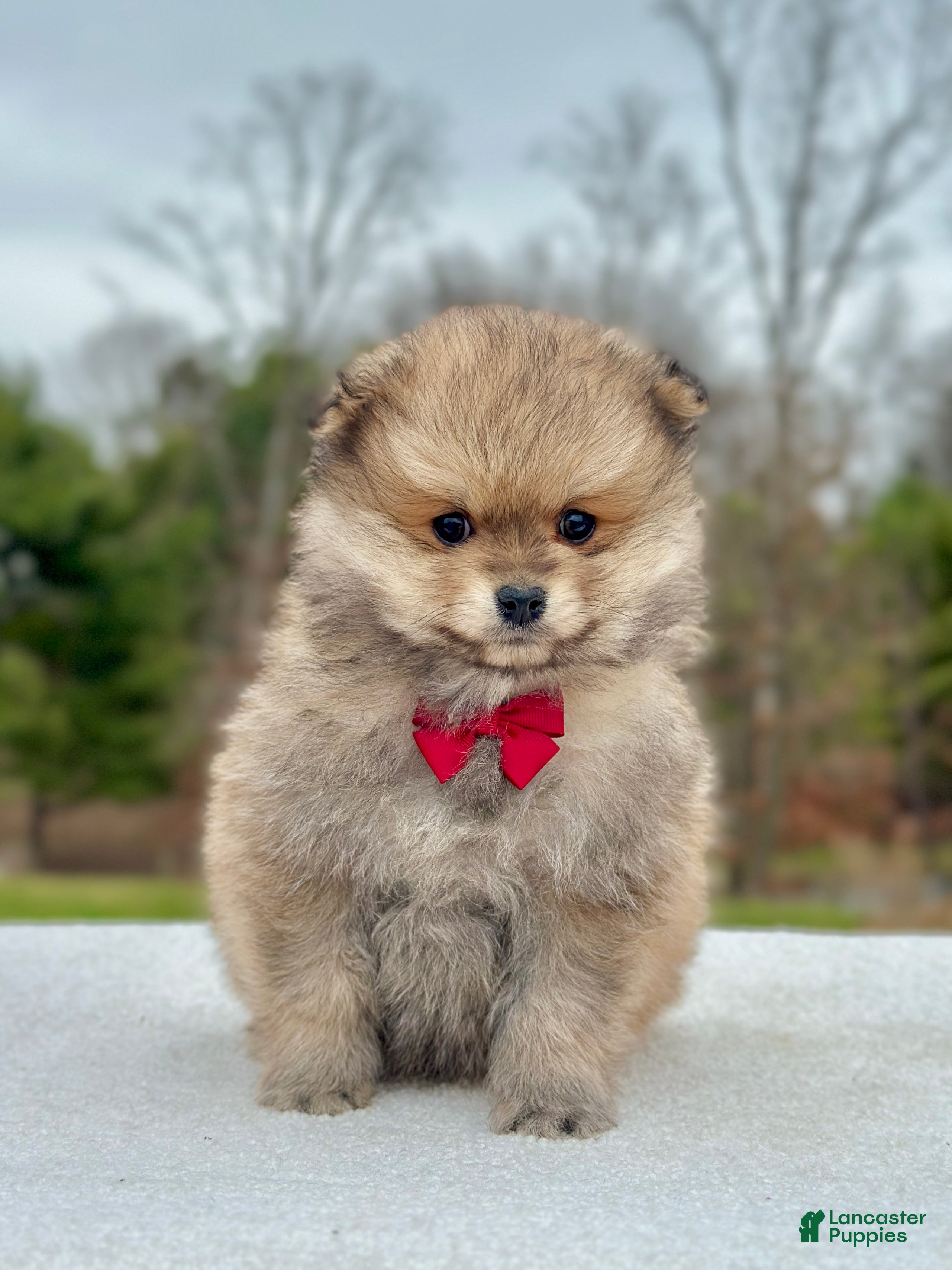 Pomeranian dogs Bo - Ad 1