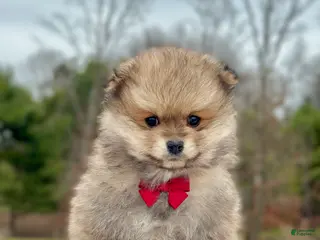 Pomeranian dogs for sale: Bo - Ad 4