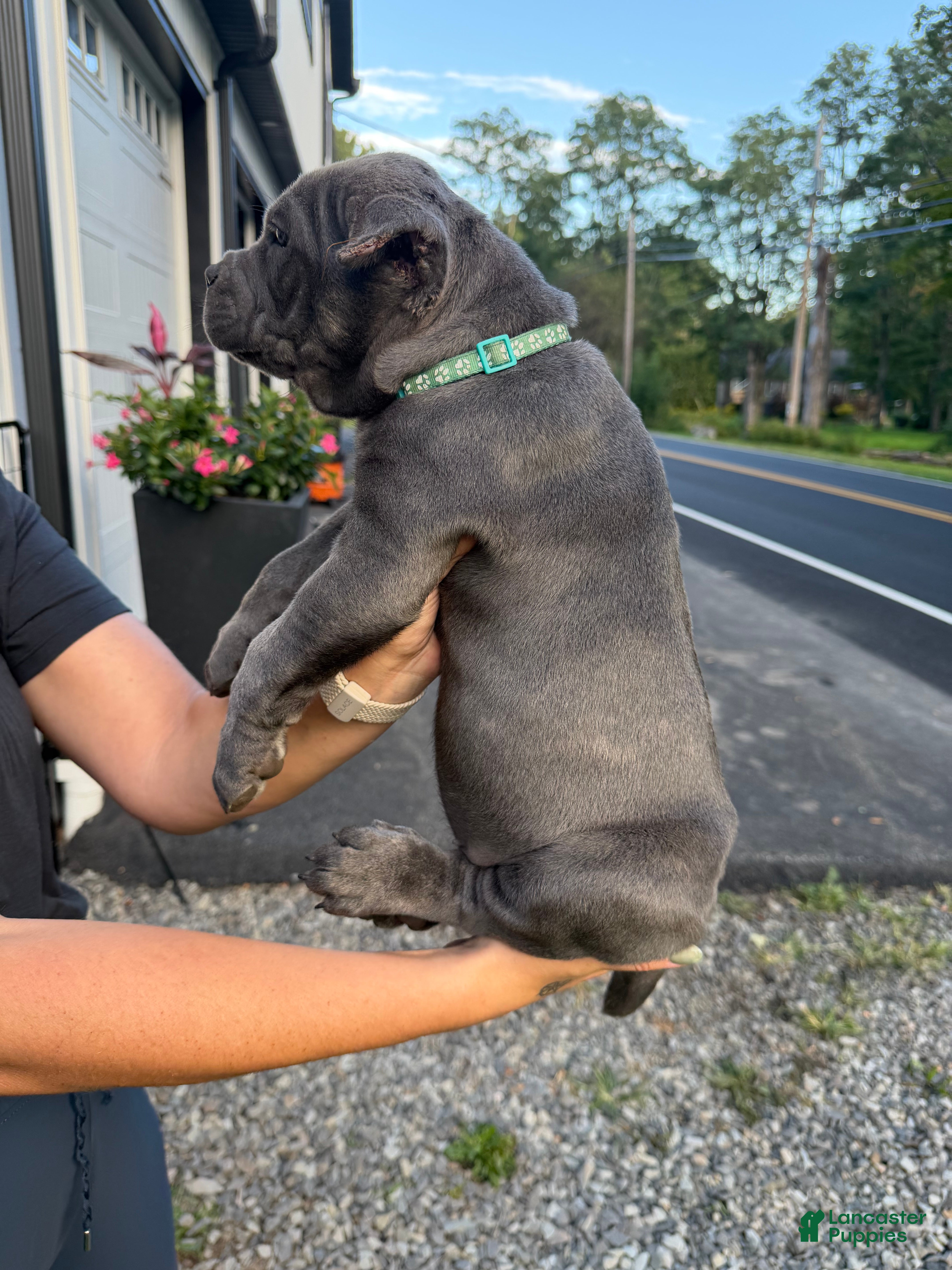 Cane Corso dogs Teal Collar - Maria - Ad 2
