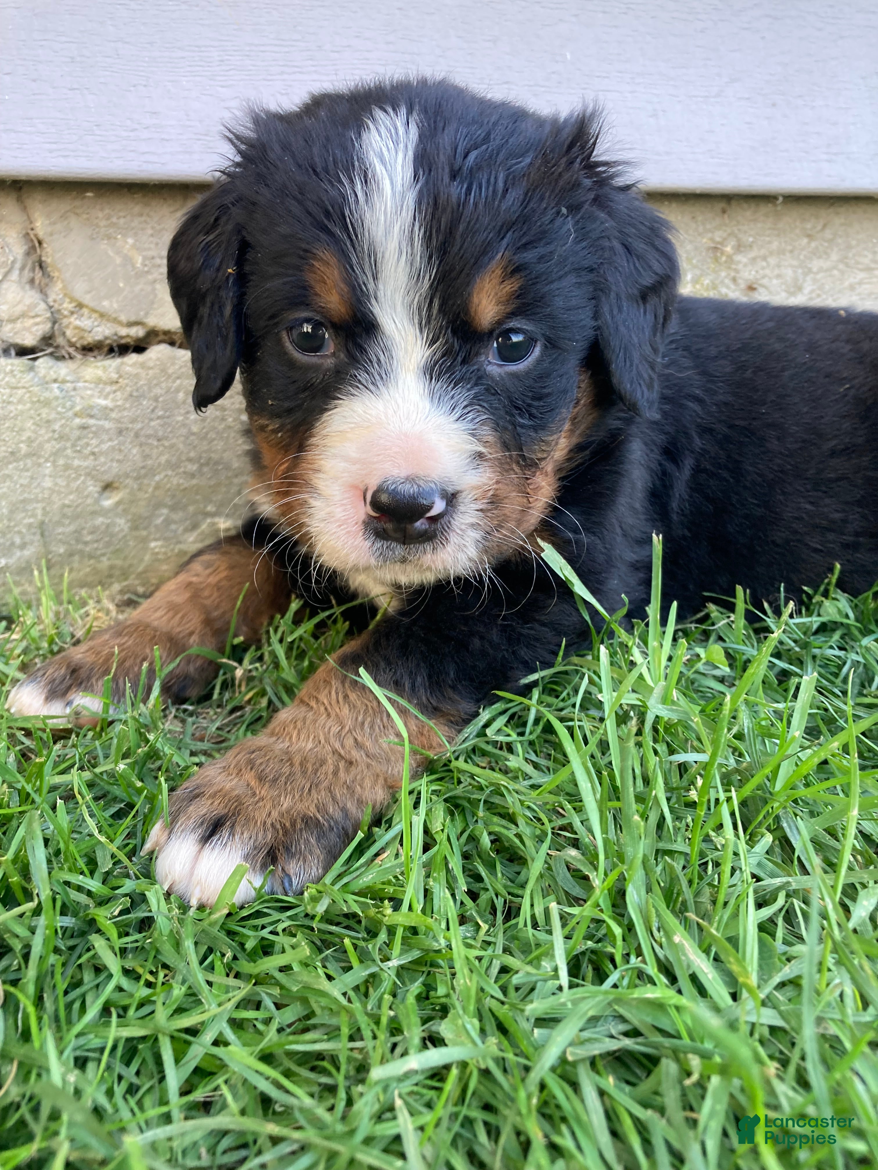 Bernese Mountain Dog dogs Timmy  - Ad 2