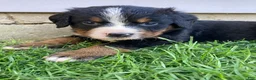 Bernese Mountain Dog dogs for sale: Timmy  - Ad 5