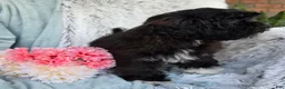 Shihpoo dogs for sale: Dawn - Ad 6