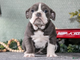 Mixed Breed dogs Tessa - Ad 21