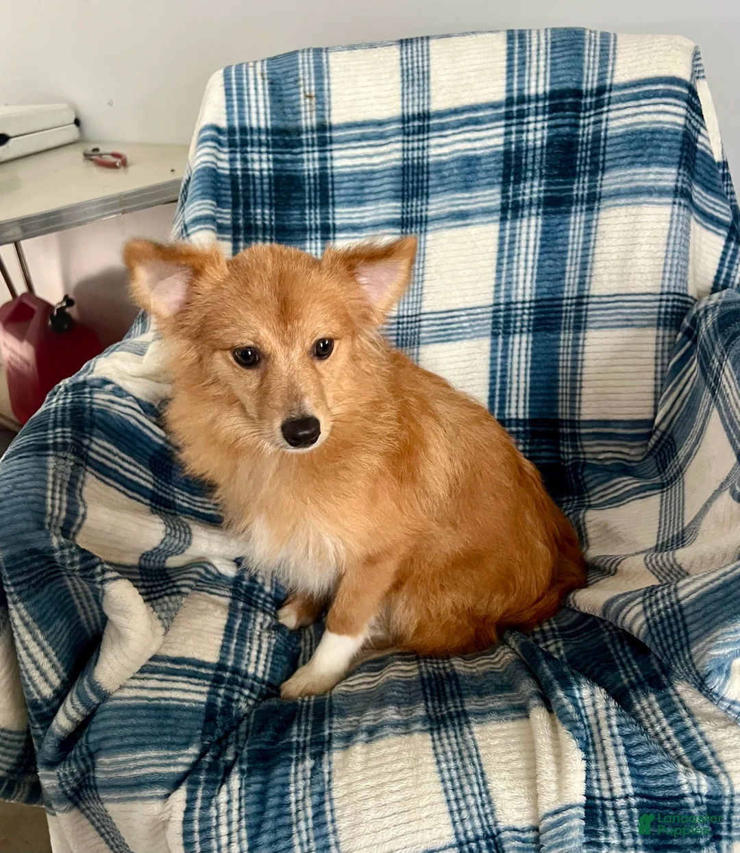 Mixed Breed dogs for sale: Kenny-Aussie-Pom - Ad 1
