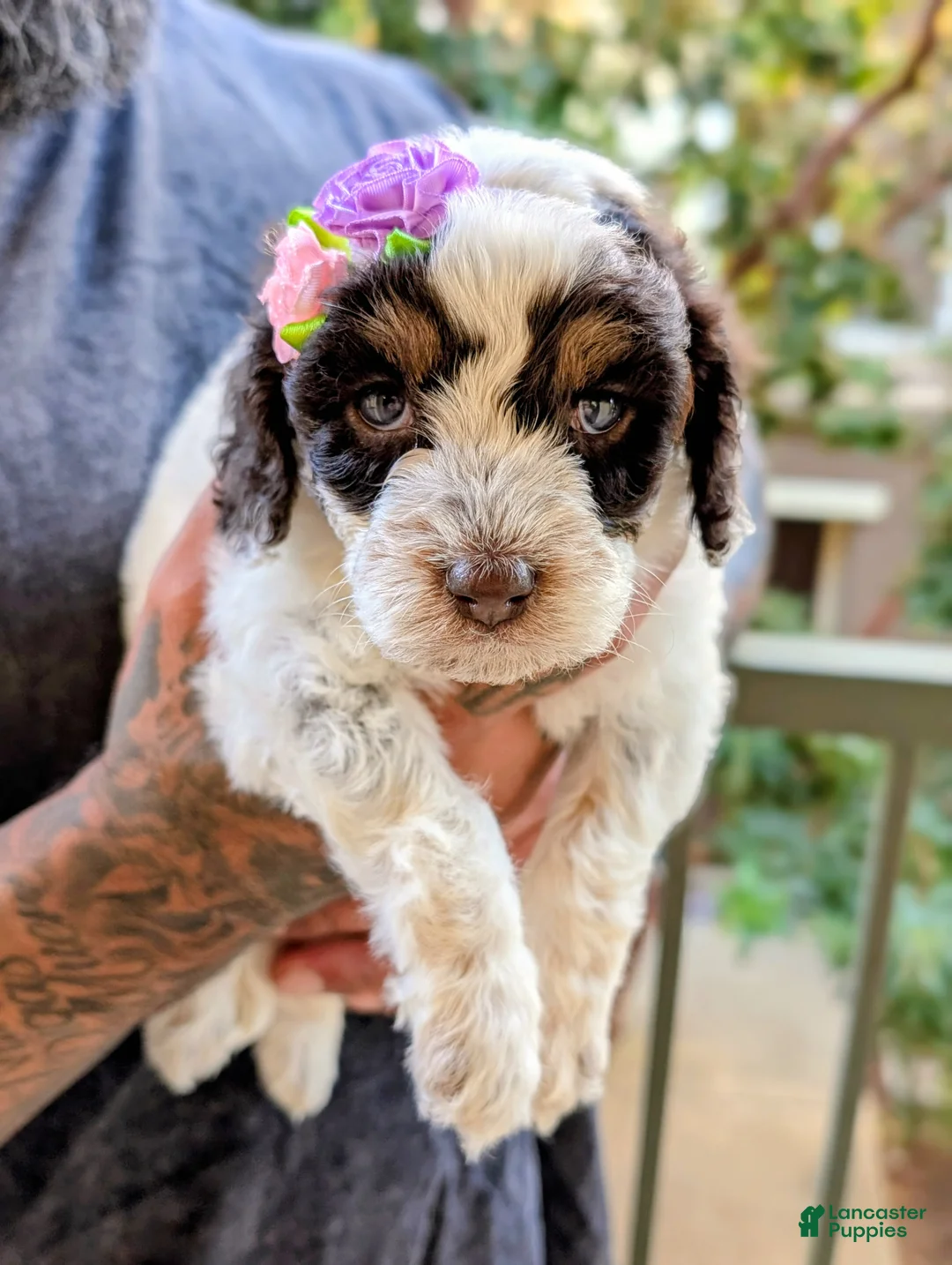 Mixed Breed dogs for sale: JOHNNIE GIRL - Ad 3