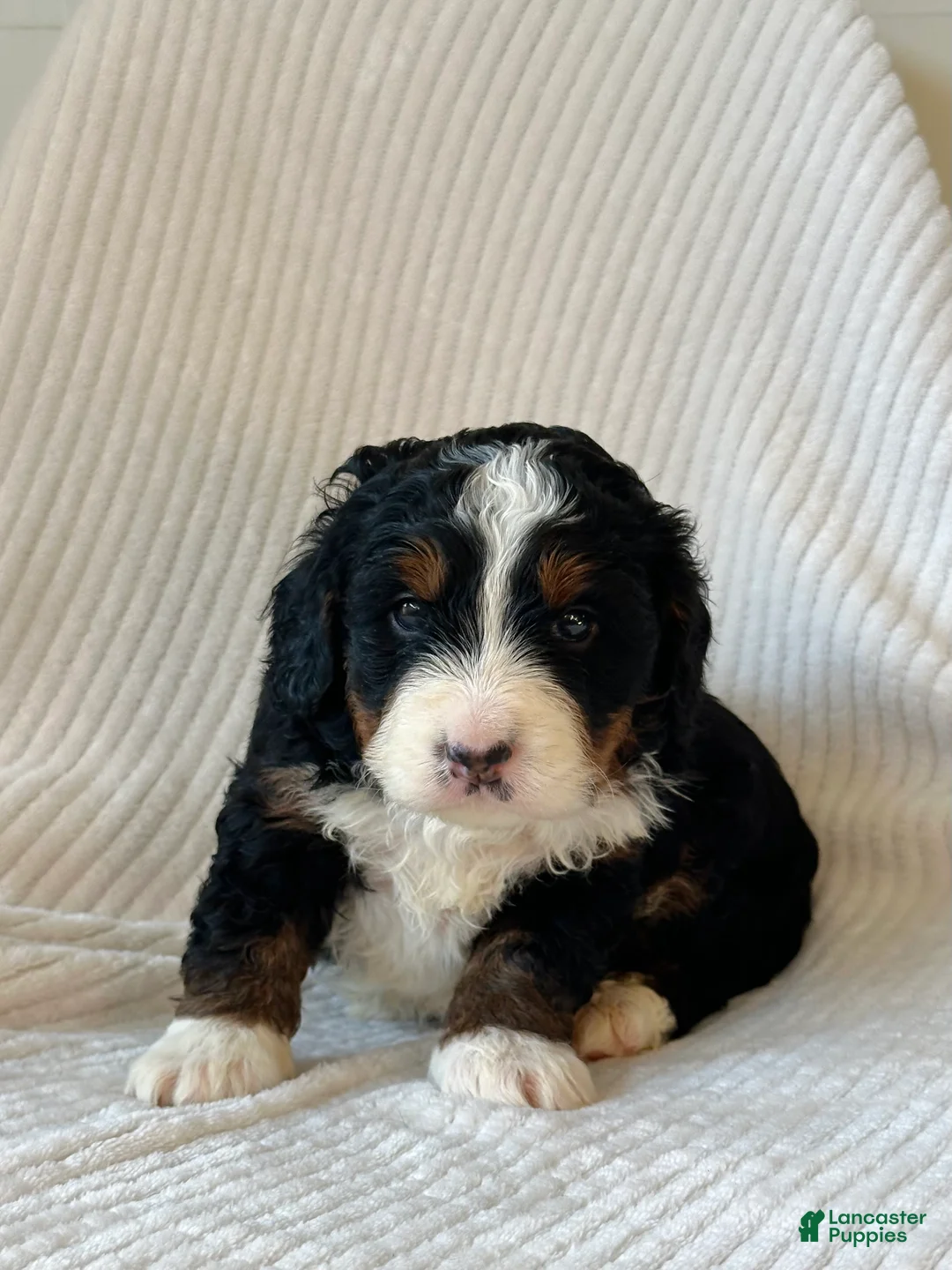 Mini Bernedoodle dogs for sale: Willow - Ad 2