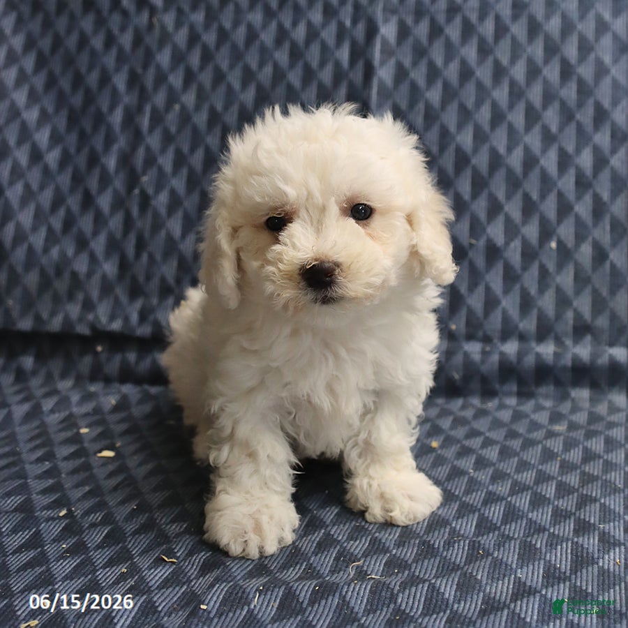 Bichon Frise dogs Ben - Ad 1