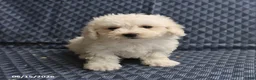 Bichon Frise dogs for sale: Ben - Ad 1