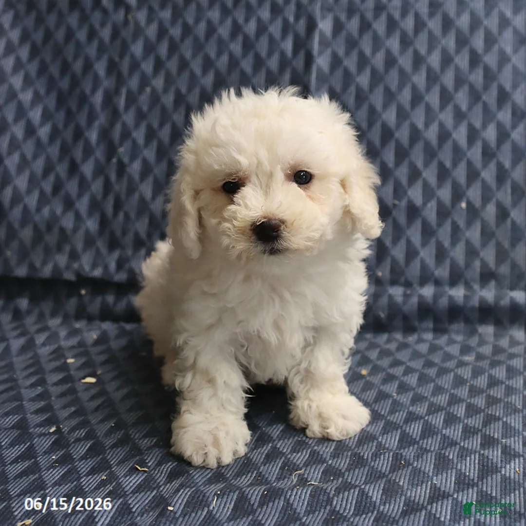 Bichon Frise dogs for sale: Ben - Ad 1