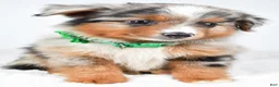 Miniature Australian Shepherd dogs for sale: Alyssa - Ad 5