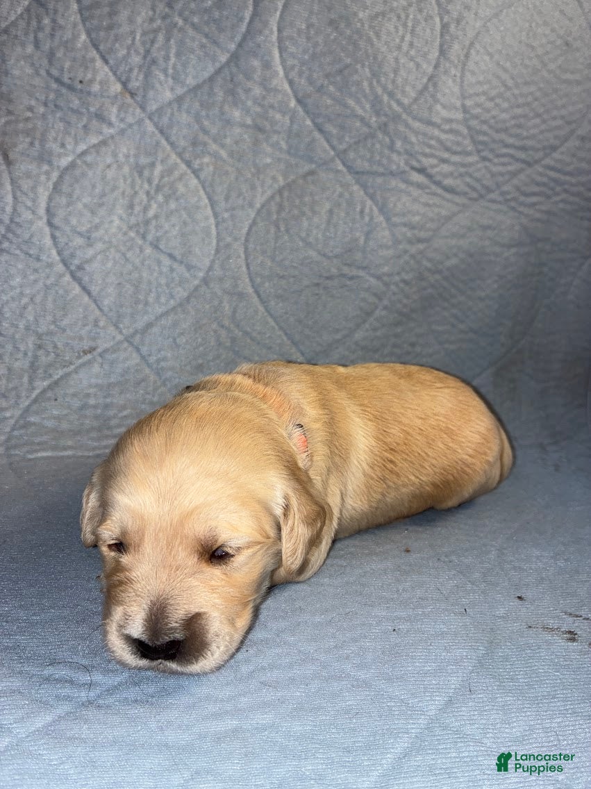 Golden Retriever dogs 4# Cougar - Ad 1