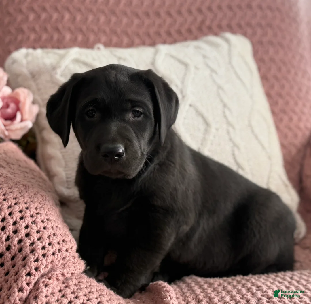 Labrador Retriever dogs for sale: Lily - Ad 11