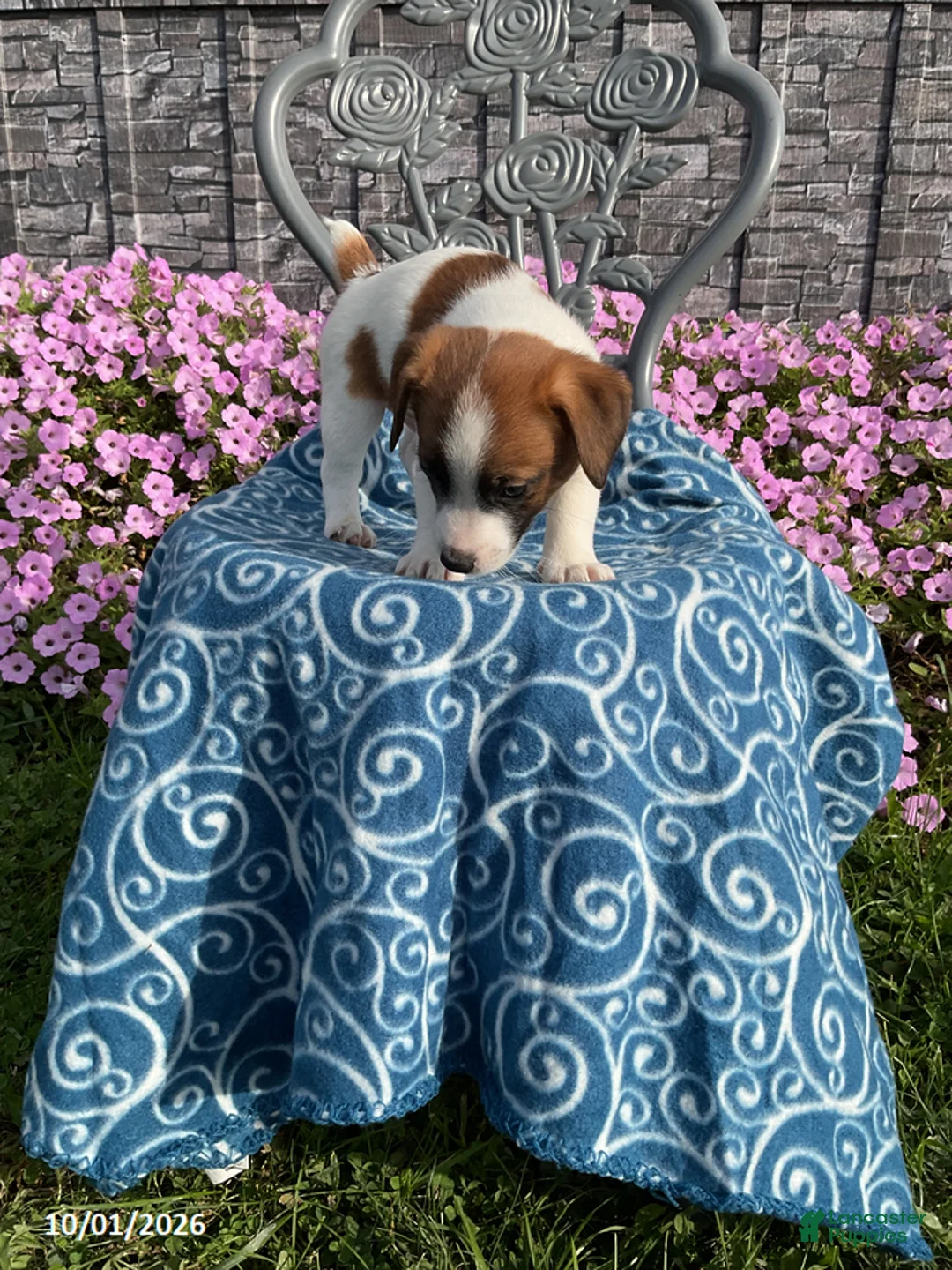 Jack Russell Terrier dogs for sale: Dover - Ad 2