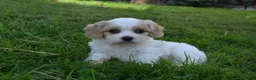 Cavachon dogs for sale: Charlie  - Ad 4