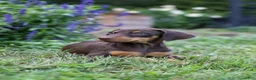 Doberman Pinscher dogs for sale: FLORENCE - Ad 4