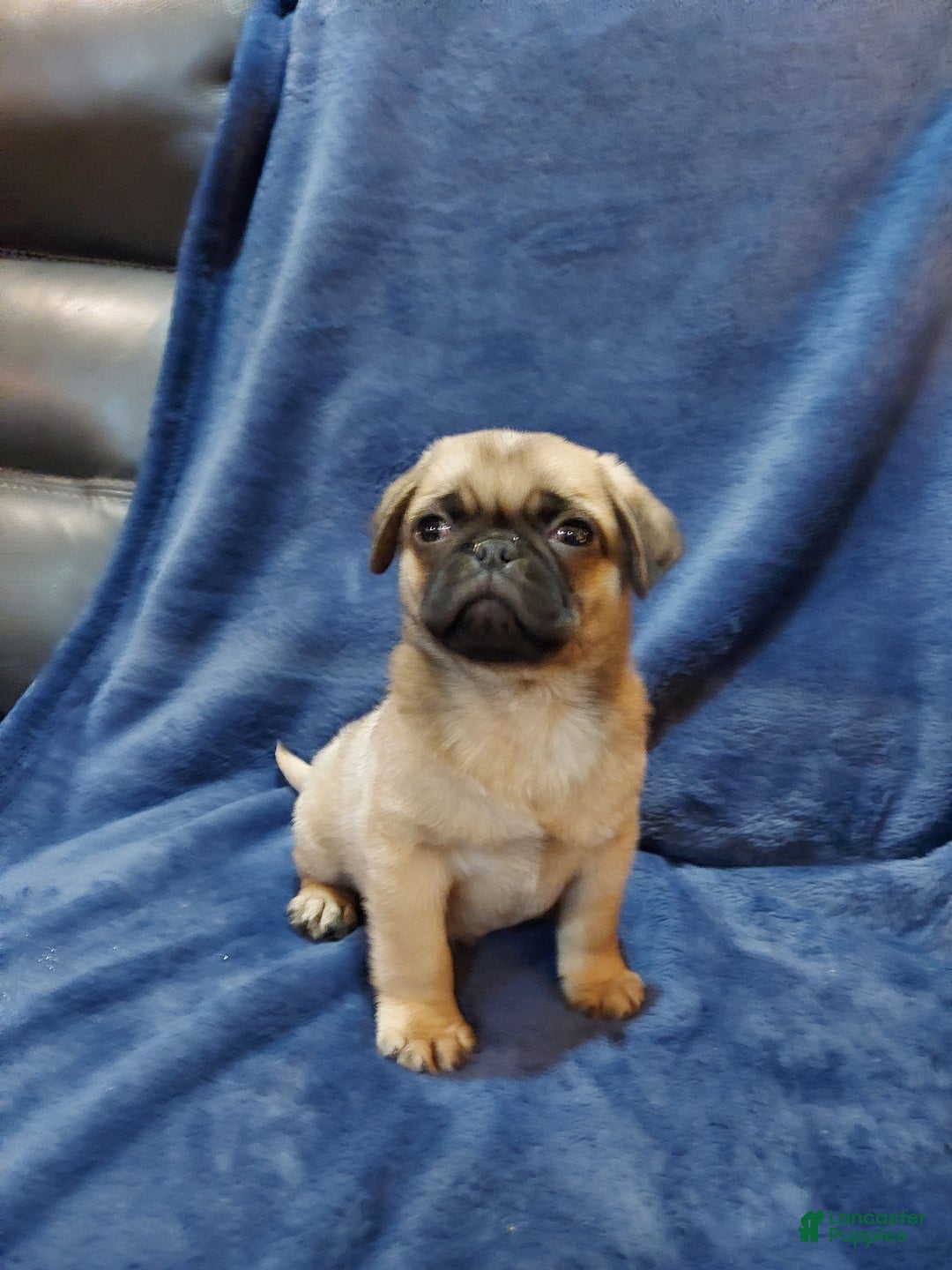 Pug dogs for sale: BUD - Ad 2