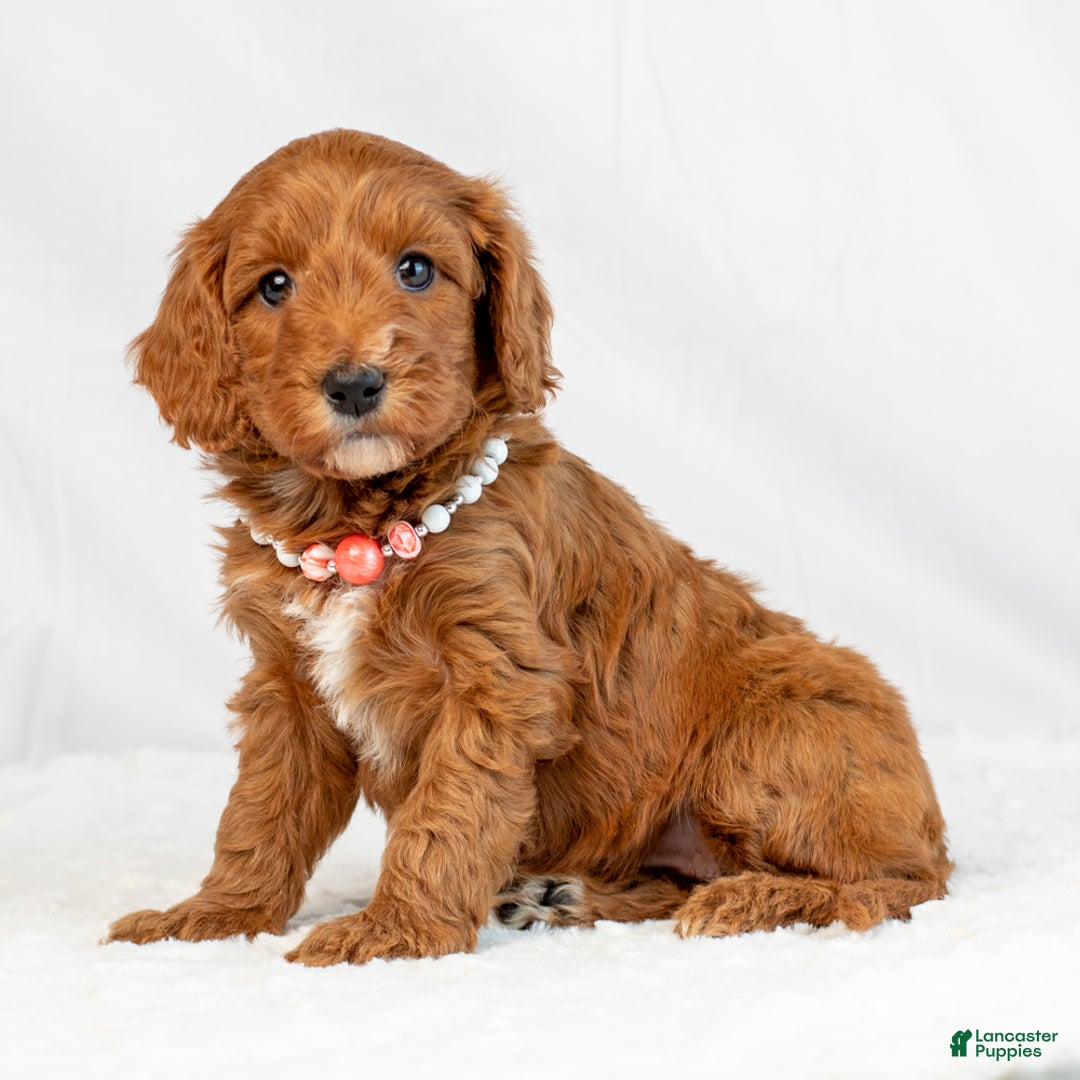 Mini Goldendoodle dogs for sale: Lucy - Ad 2