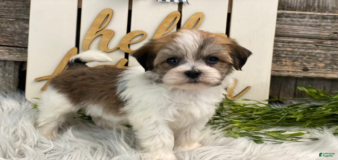 Gallery Image {{count}}