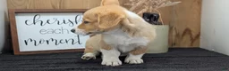 Welsh Corgi Pembroke dogs for sale: Namor  - Ad 8