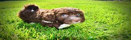 Havapoo dogs for sale: Baxter - Ad 16