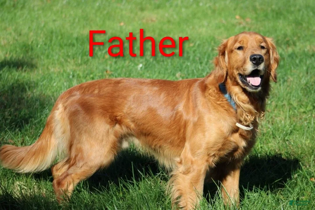 Golden Retriever dogs for sale: Duke  - Ad 22