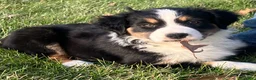 Australian Shepherd dogs for sale: Black Tri Female 5 - Ad 2