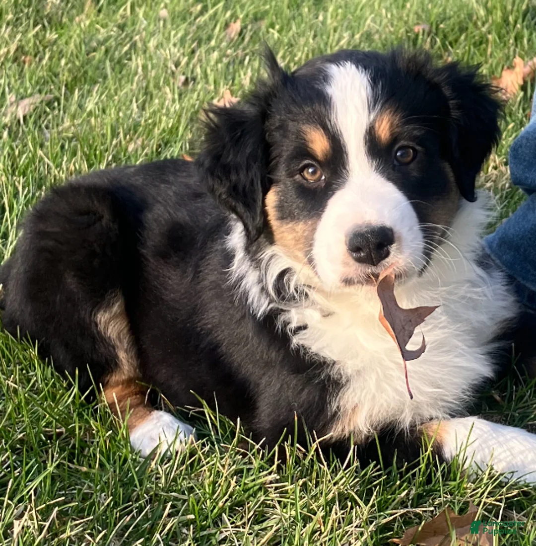 Australian Shepherd dogs for sale: Black Tri Female 5 - Ad 2
