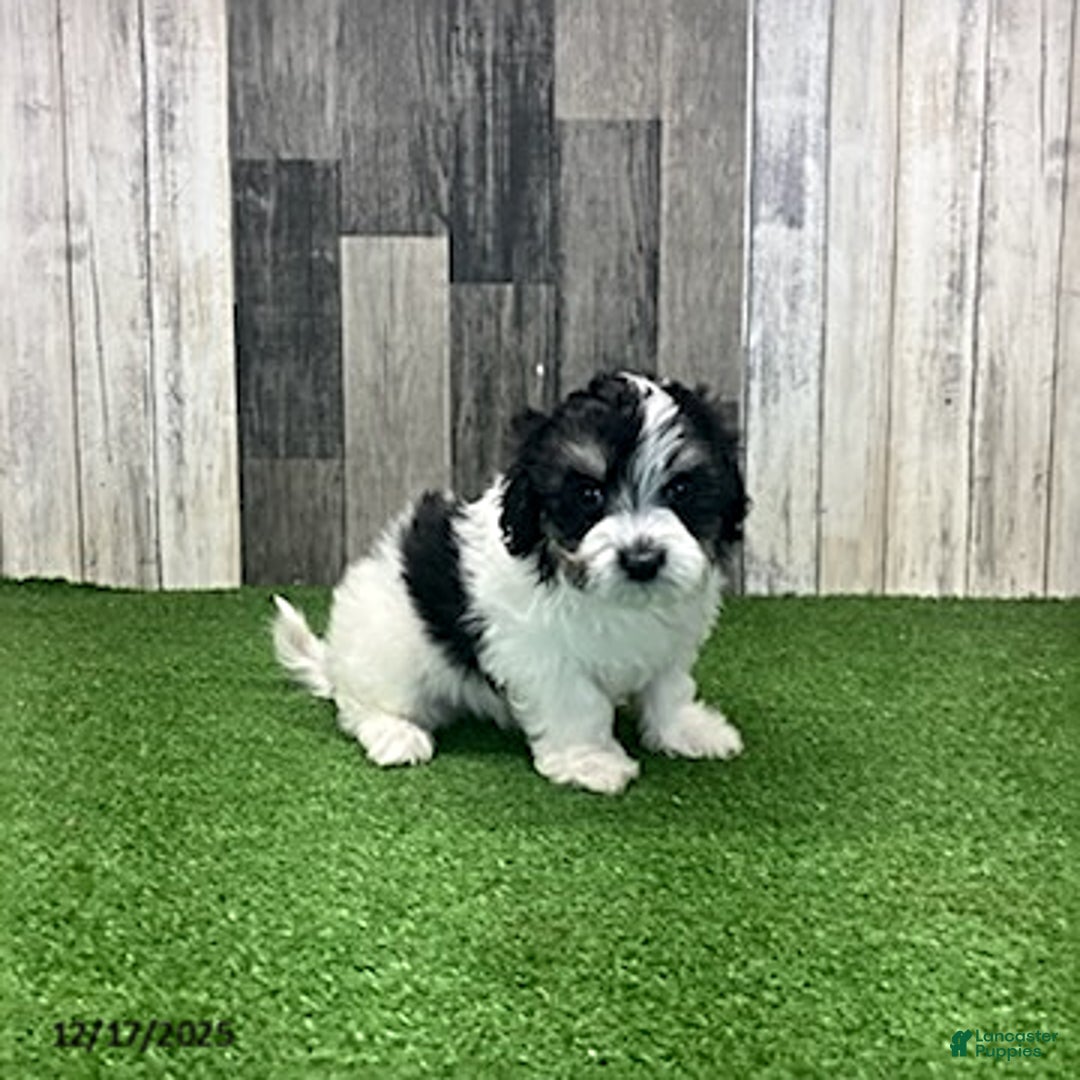 Maltipoo dogs for sale: Jamie - Ad 5