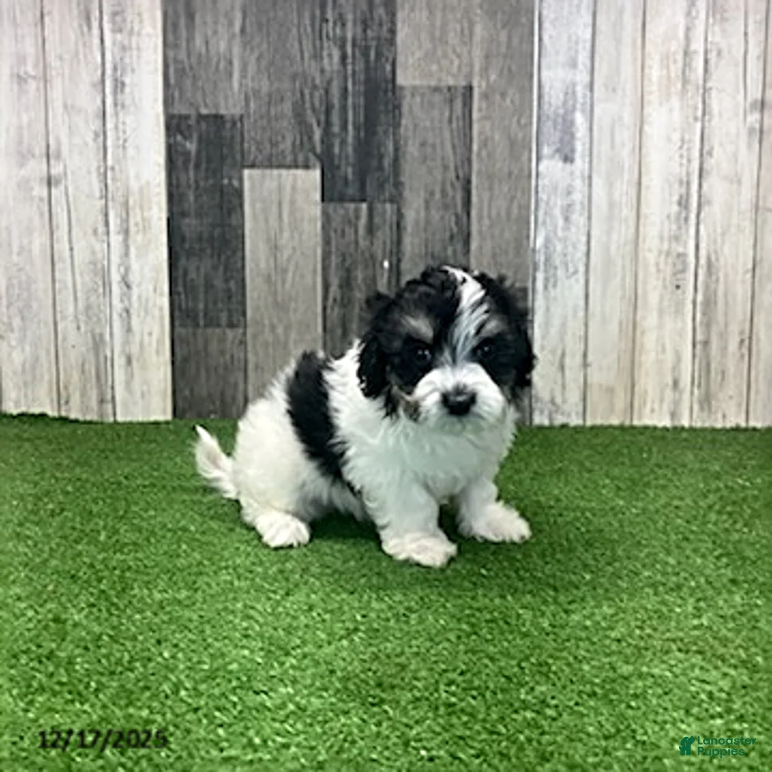 Maltipoo dogs for sale: Jamie - Ad 5