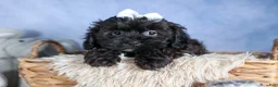 Shorkie dogs for sale: JAKE - Ad 6