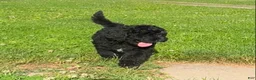 Bernedoodle dogs for sale: Bernedoodle 4 - Ad 7